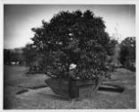 H.J. Lutcher Stark (1887-1965) at Shangri La, Orange, TX circa 1940