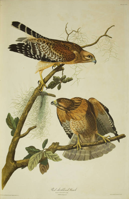 Red-shouldered Hawk