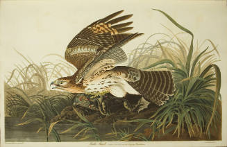 Winter Hawk