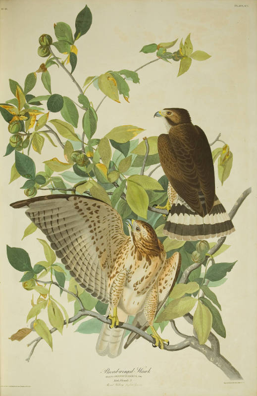 Broad-winged Hawk