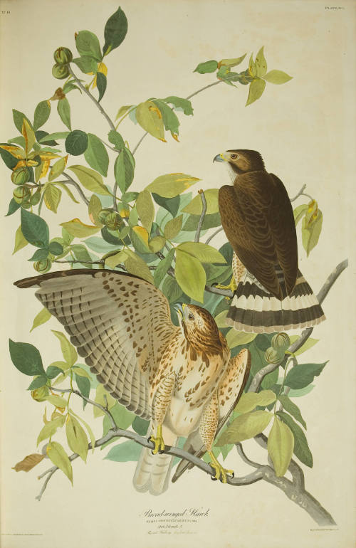 Broad-winged Hawk