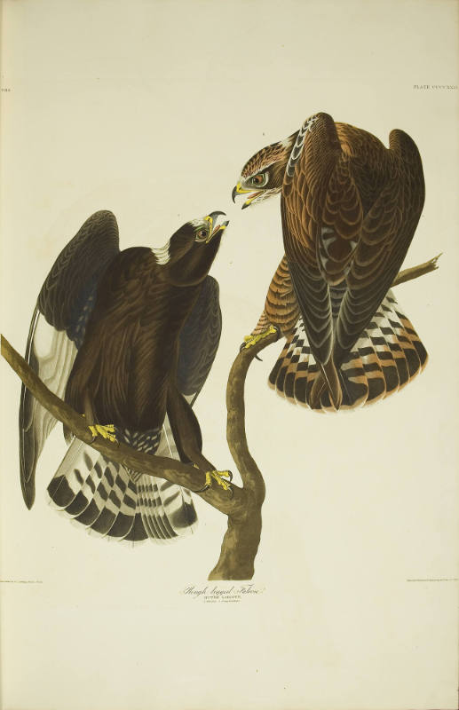Rough-legged Falcon