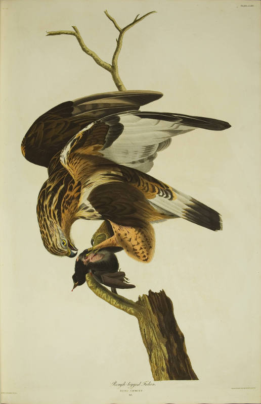 Rough-legged Falcon