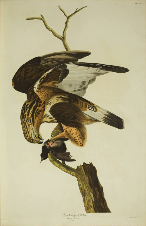 Rough-legged Falcon