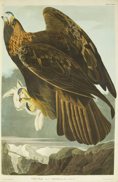 Golden Eagle