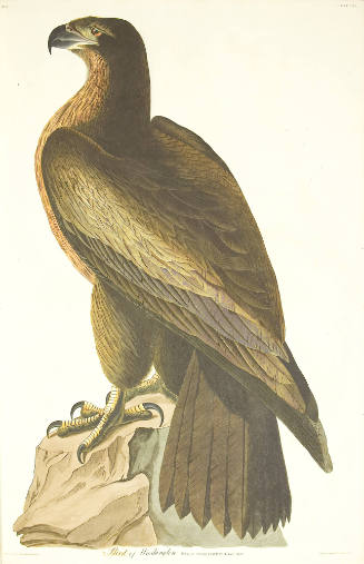 Bird of Washington