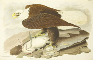White-headed Eagle