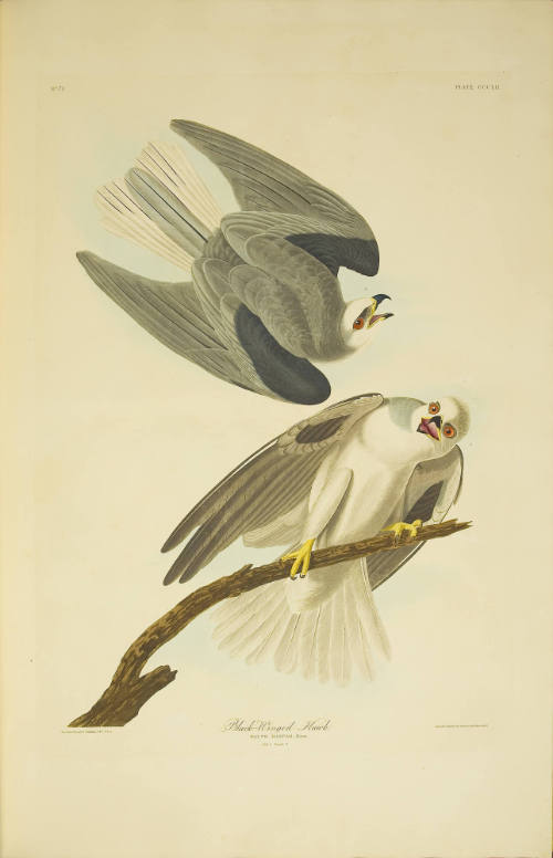 Black-Winged Hawk