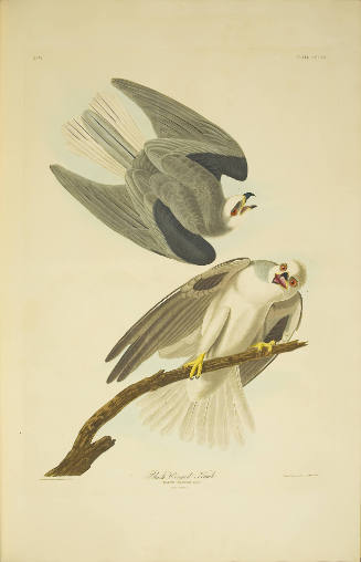 Black-Winged Hawk