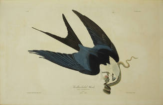 Swallow-tailed Hawk