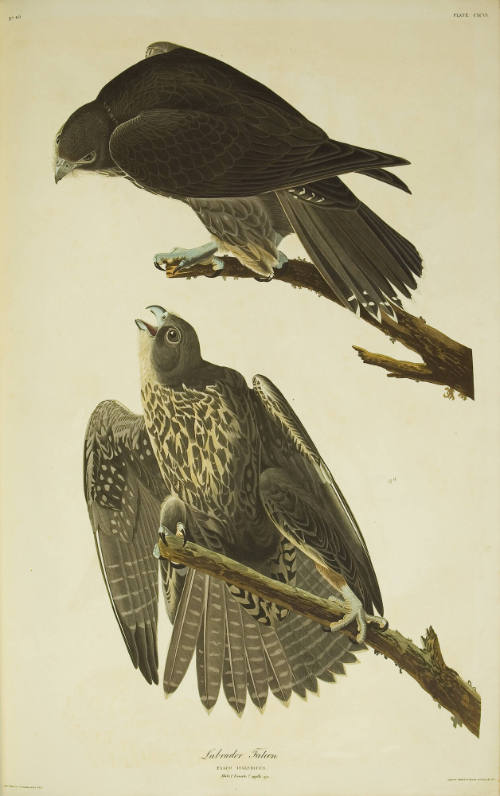 Labrador Falcon