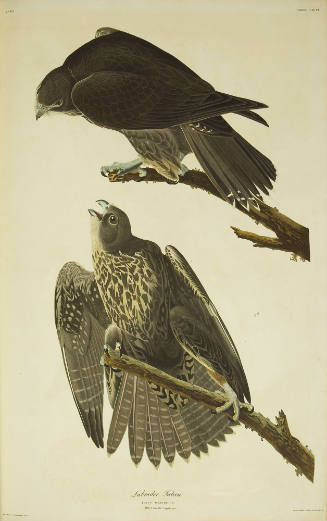 Labrador Falcon