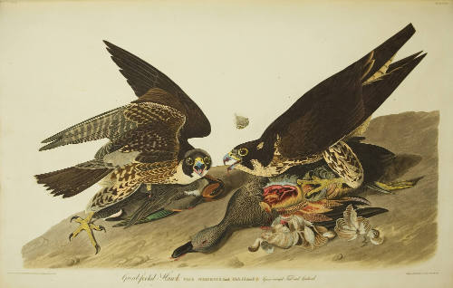 Great-footed Hawk