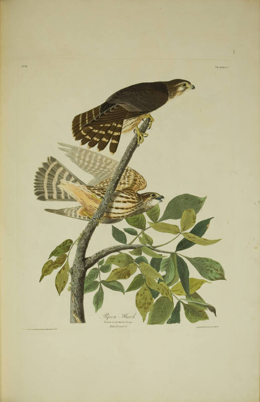 Pigeon Hawk