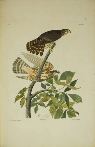 Pigeon Hawk
