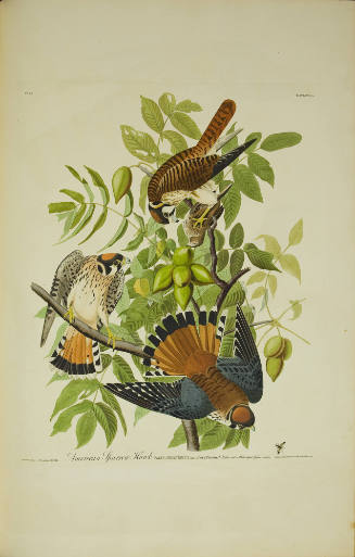 American Sparrow Hawk