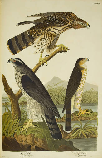 Goshawk and Stanley Hawk