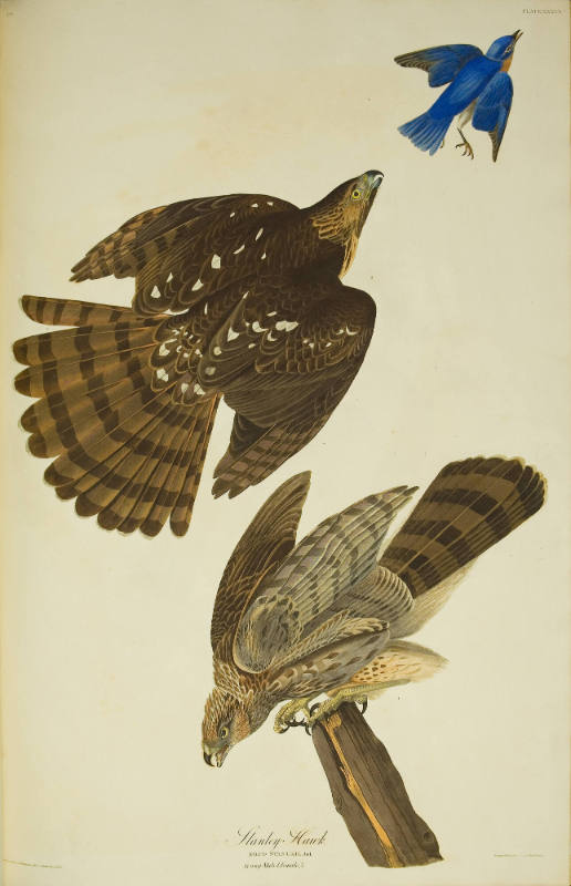 Stanley Hawk