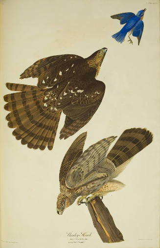 Stanley Hawk