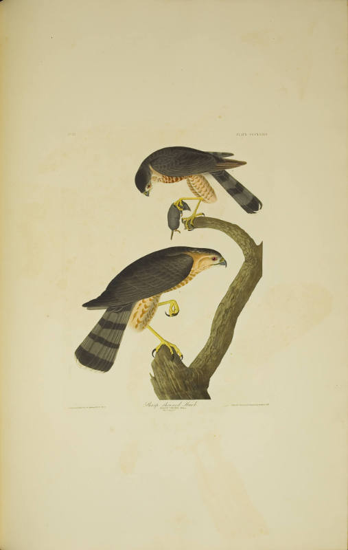 Sharp-shinned Hawk