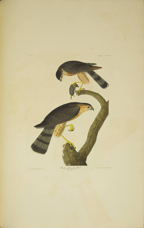 Sharp-shinned Hawk