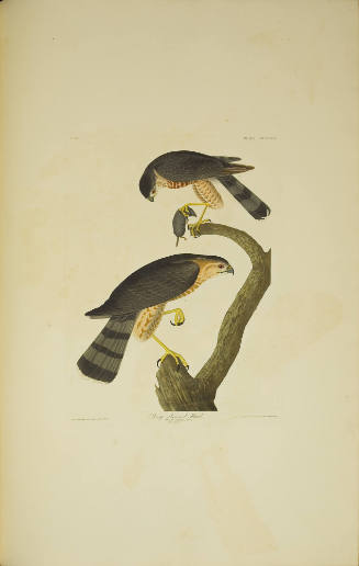 Sharp-shinned Hawk