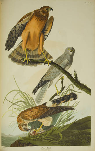 Marsh Hawk