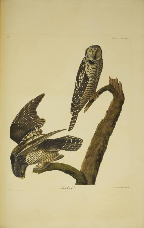 Hawk Owl