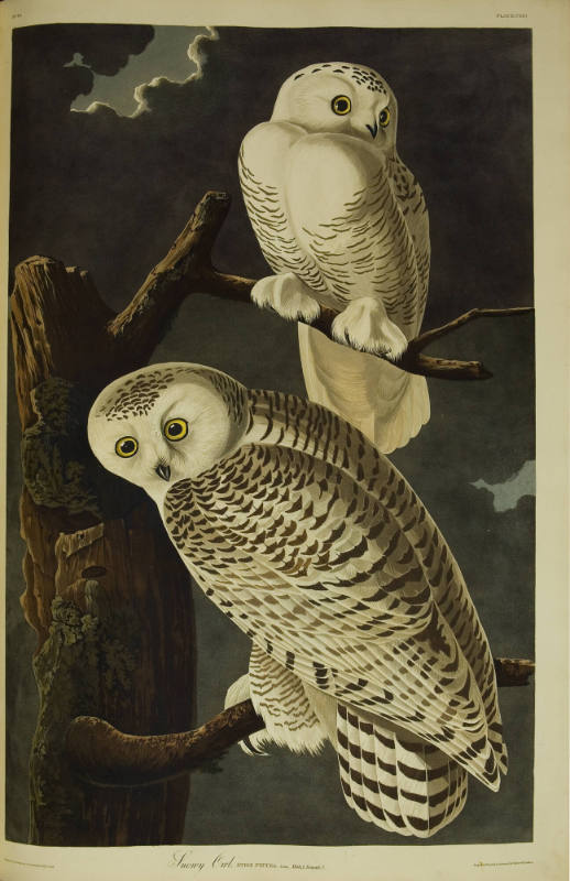 Snowy Owl