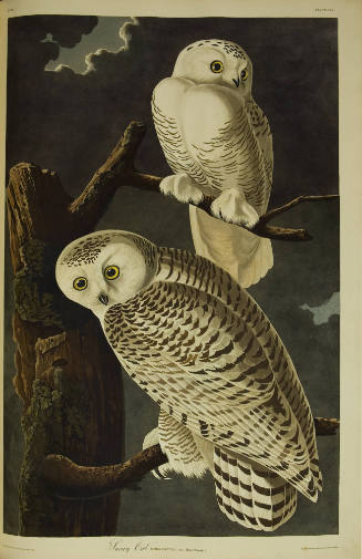 Snowy Owl