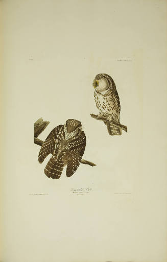 Tengmalm's Owl