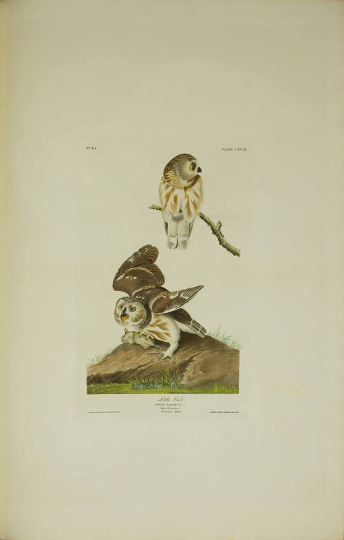 Little Owl