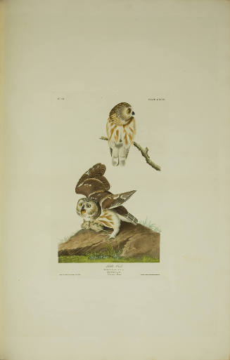 Little Owl