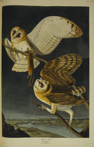 Barn Owl