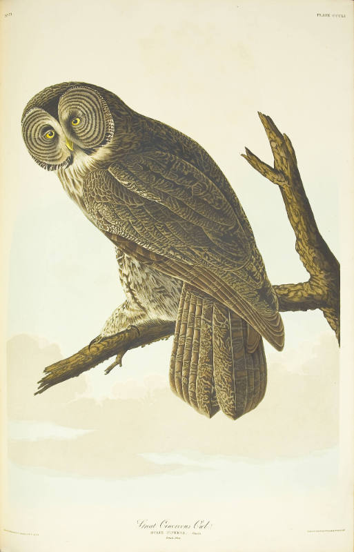 Great Cinereous Owl