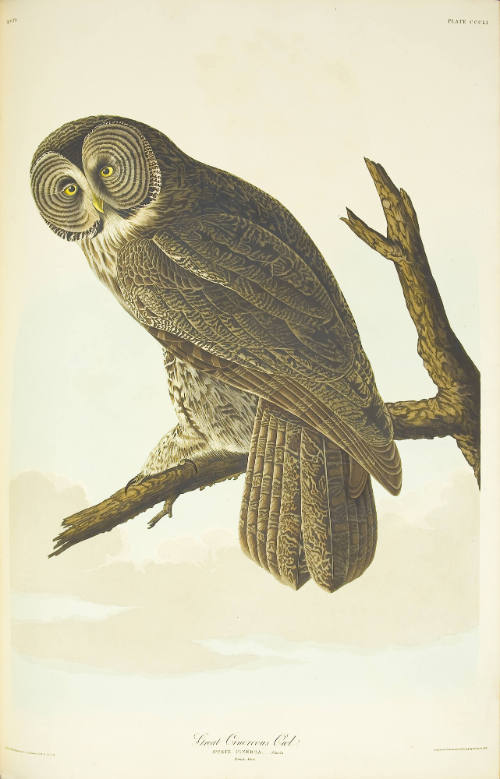 Great Cinereous Owl