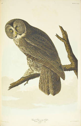 Great Cinereous Owl