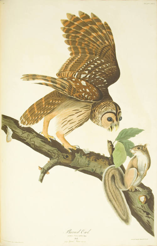 Barred Owl