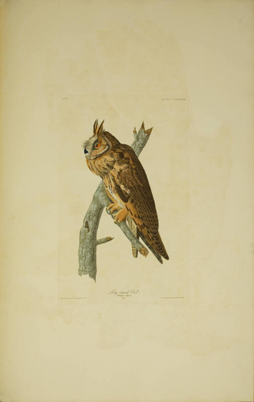 Long-eared Owl