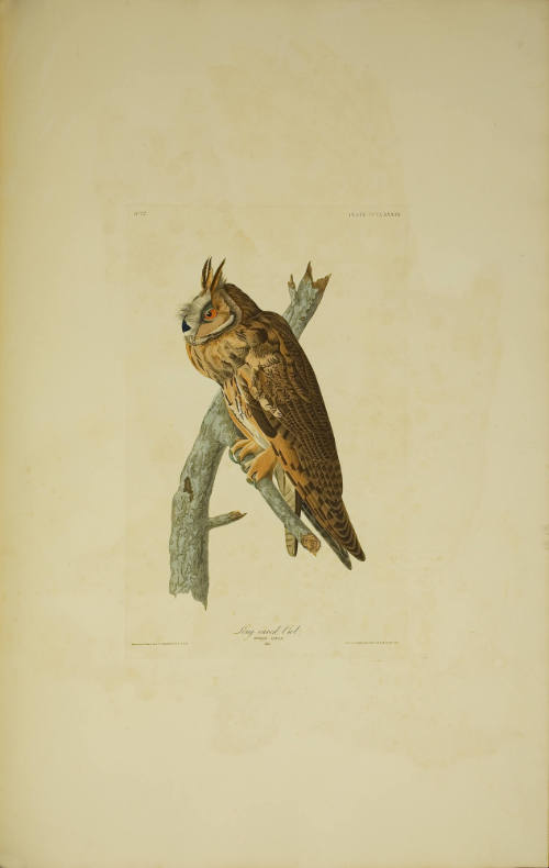Long-eared Owl