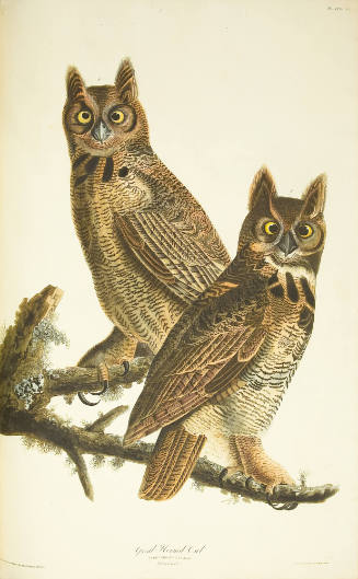 Great Horned Owl