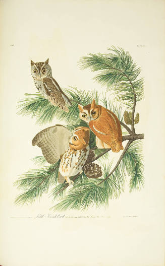 Little Screech Owl