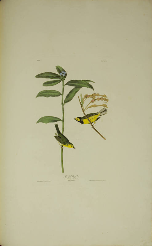 Hooded Warbler