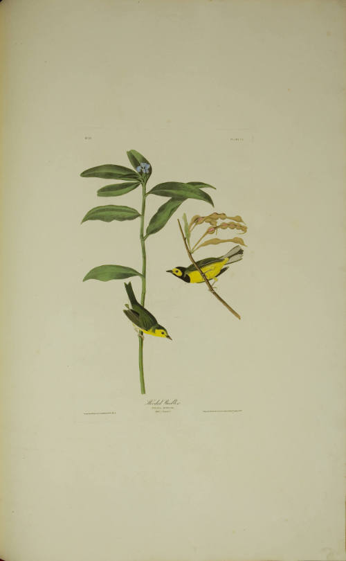 Hooded Warbler