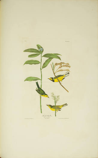 Hooded Warbler