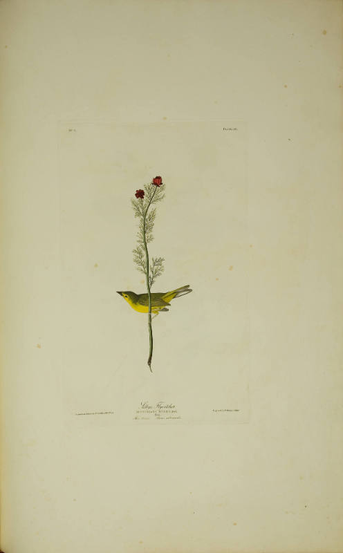 Selby's Flycatcher