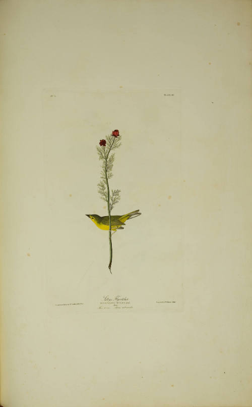 Selby's Flycatcher