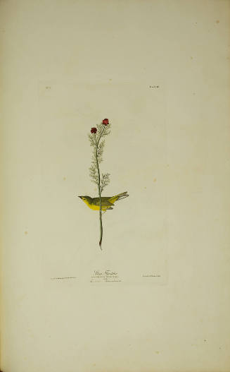 Selby's Flycatcher
