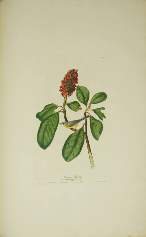 Bonaparte's Flycatcher