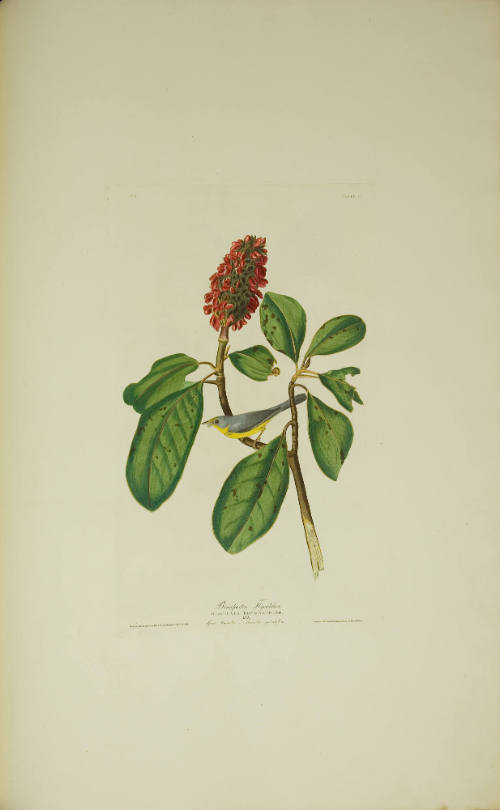 Bonaparte's Flycatcher